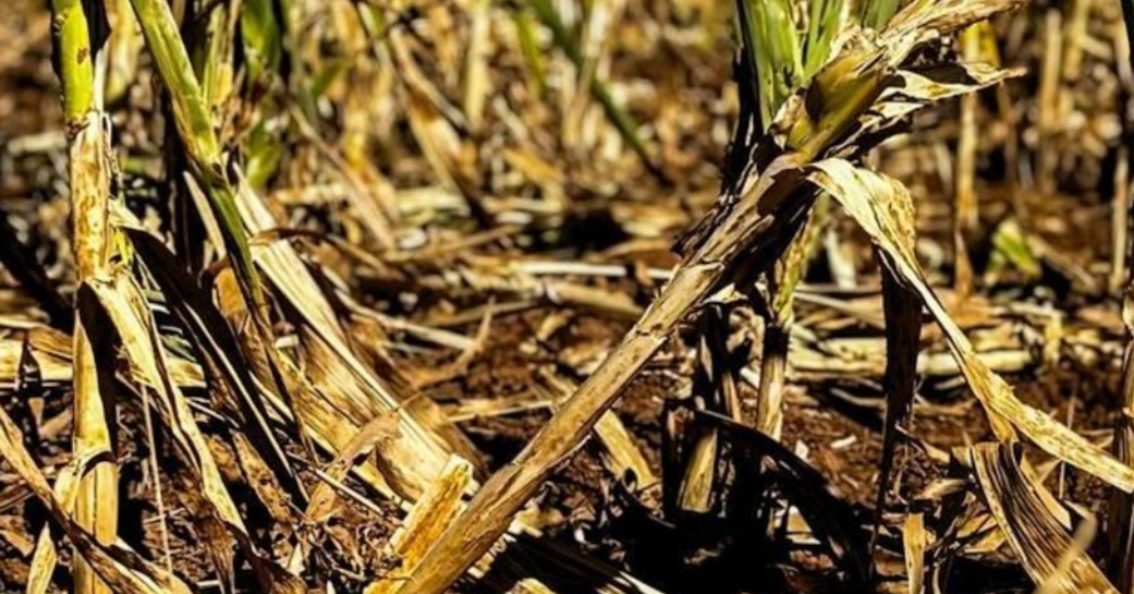 Rise Against Hunger | Zimbabwe: la grande emergenza siccità